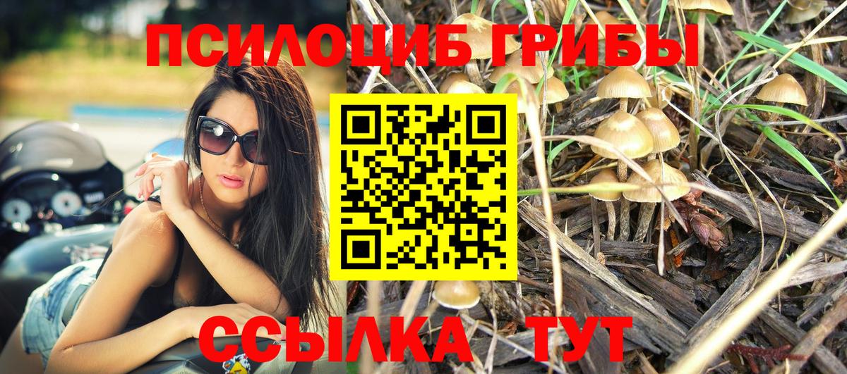 Псилоцибиновые грибы Cubensis  Вход с VPN  купить наркотики цена  Тимашёвск 